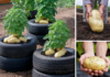 Grow Giant Potatoes in Tires!