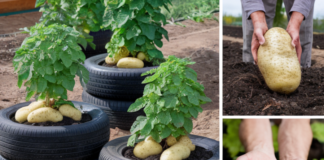 Grow Giant Potatoes in Tires!