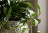 15 Best Indoor Plants That Don’t Need Sunlight
