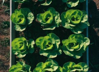 12 Friendly Vegetables That You Can Easily Grow