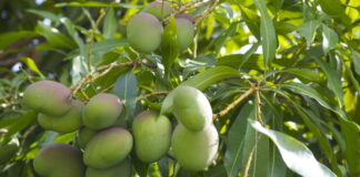 Grow Mangoes Faster with This Simple Trick!