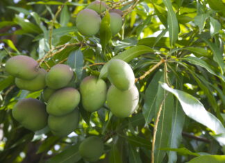 Grow Mangoes Faster with This Simple Trick!