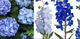 17 Stunning Blue Flowers to Enhance Your Garden’s Beauty
