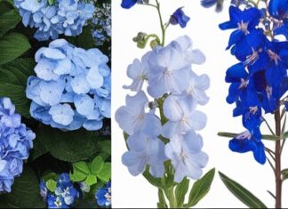 17 Stunning Blue Flowers to Enhance Your Garden’s Beauty