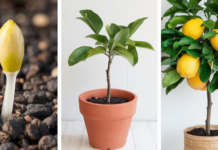 Grow Your Own Lemon Tree with This Simple Trick!