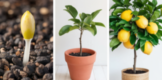Grow Your Own Lemon Tree with This Simple Trick!