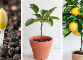 Grow Your Own Lemon Tree with This Simple Trick!