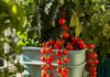 20 Easy Vegetables You Can Grow in Containers at Home