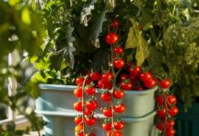 20 Easy Vegetables You Can Grow in Containers at Home