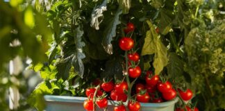 20 Easy Vegetables You Can Grow in Containers at Home